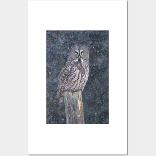 Great Grey Owl in Snow Posters and Art